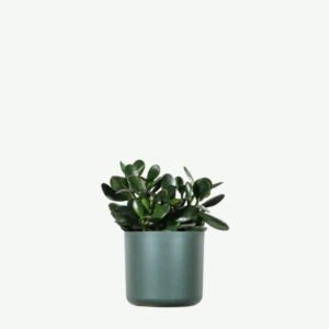 plants ecommerce product featured img 2 plants ecommerce product featured img 2
