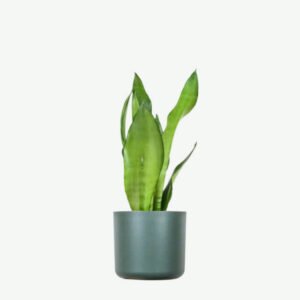 plants ecommerce product featured img 3 plants ecommerce product featured img 3