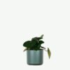 plants ecommerce product featured img 5 plants ecommerce product featured img 5