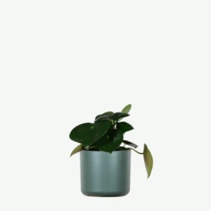 plants ecommerce product featured img 5 plants ecommerce product featured img 5