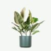 plants ecommerce product featured img 7 plants ecommerce product featured img 7