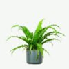 plants ecommerce product featured img 8 plants ecommerce product featured img 8