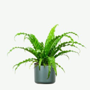 plants ecommerce product featured img 8 plants ecommerce product featured img 8