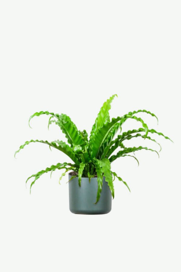 plants ecommerce product featured img 8 plants ecommerce product featured img 8