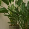 plants shop product gallery img 011 plants shop product gallery img 011
