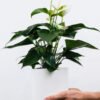 plants shop product gallery img 1 plants shop product gallery img 1