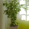 plants shop product gallery img 10 plants shop product gallery img 10