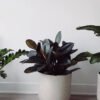 plants shop product gallery img 13 plants shop product gallery img 13