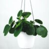 plants shop product gallery img 16 plants shop product gallery img 16