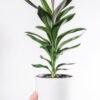 plants shop product gallery img 18 plants shop product gallery img 18