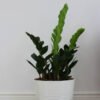 plants shop product gallery img 19 plants shop product gallery img 19