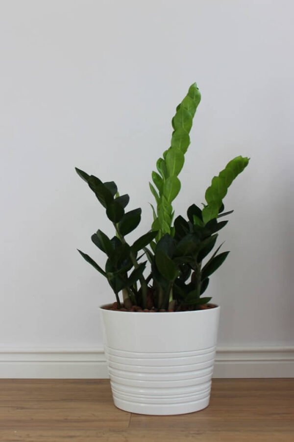 plants shop product gallery img 19 plants shop product gallery img 19