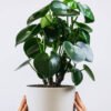 plants shop product gallery img 2 plants shop product gallery img 2