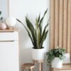 plants shop product gallery img 8 plants shop product gallery img 8