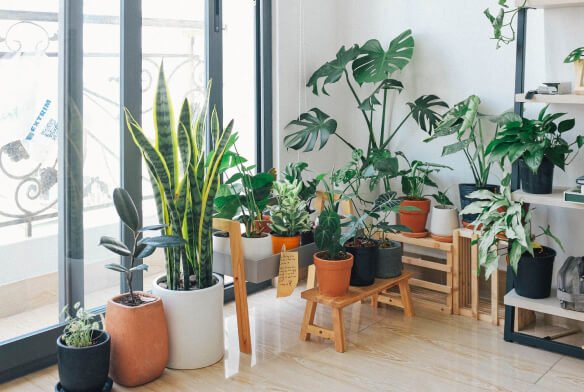 plants store blog featured img 1