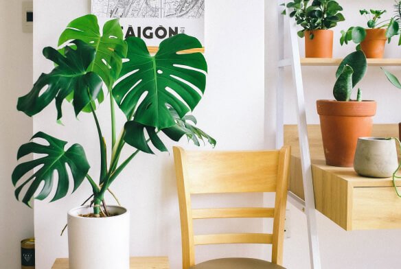 plants store blog featured img 2